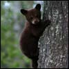 bear cub